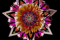 Calendula-offinalis-brown-pink-blue-mix-small