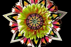 Calendula-offinalis-grün-rot-mix-klein
