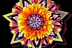 Calendula-offinalis-yellw-red-pin-small