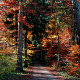 Waldspziergang