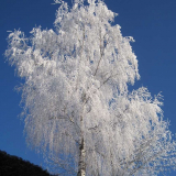 Winter-2