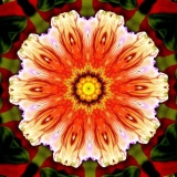 Papaver-Poppy-salmon-red-name-2