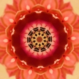 Tulipa-rot