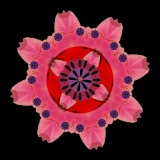 Tulipa1a-pink