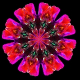 Papaver-nudicaule-blue-pink-red-tuerkis.small_