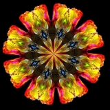 Papaver-nudicaule-blue-pink-yelloe-green1