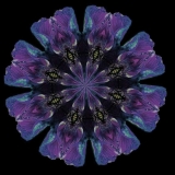 Papaver-nudicaule-blue-turquoise  purple