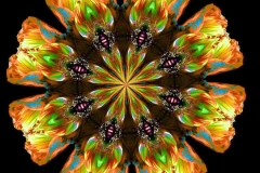 Papaver-nudicaule-orange-geen-blau-rot-klein