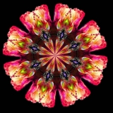 Papaver-nudicaule-orangepink-red-green.big-small